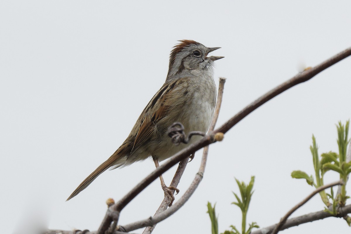 Swamp Sparrow - ML618358107