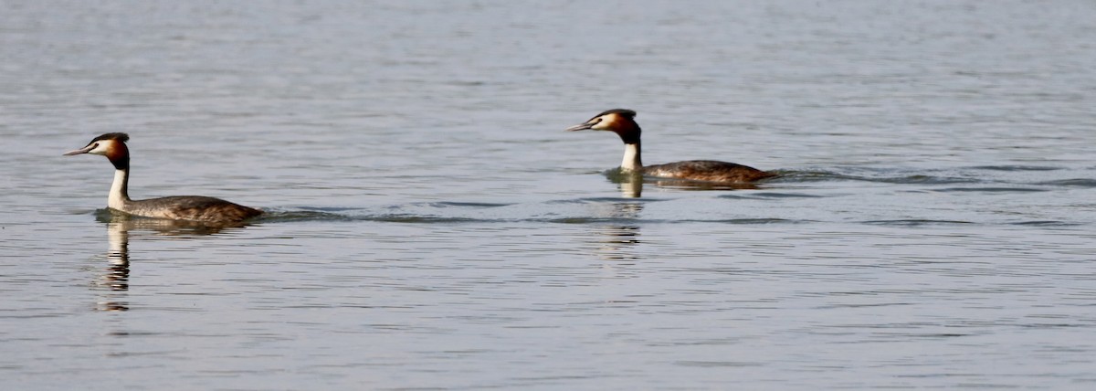 Great Crested Grebe - ML618358114