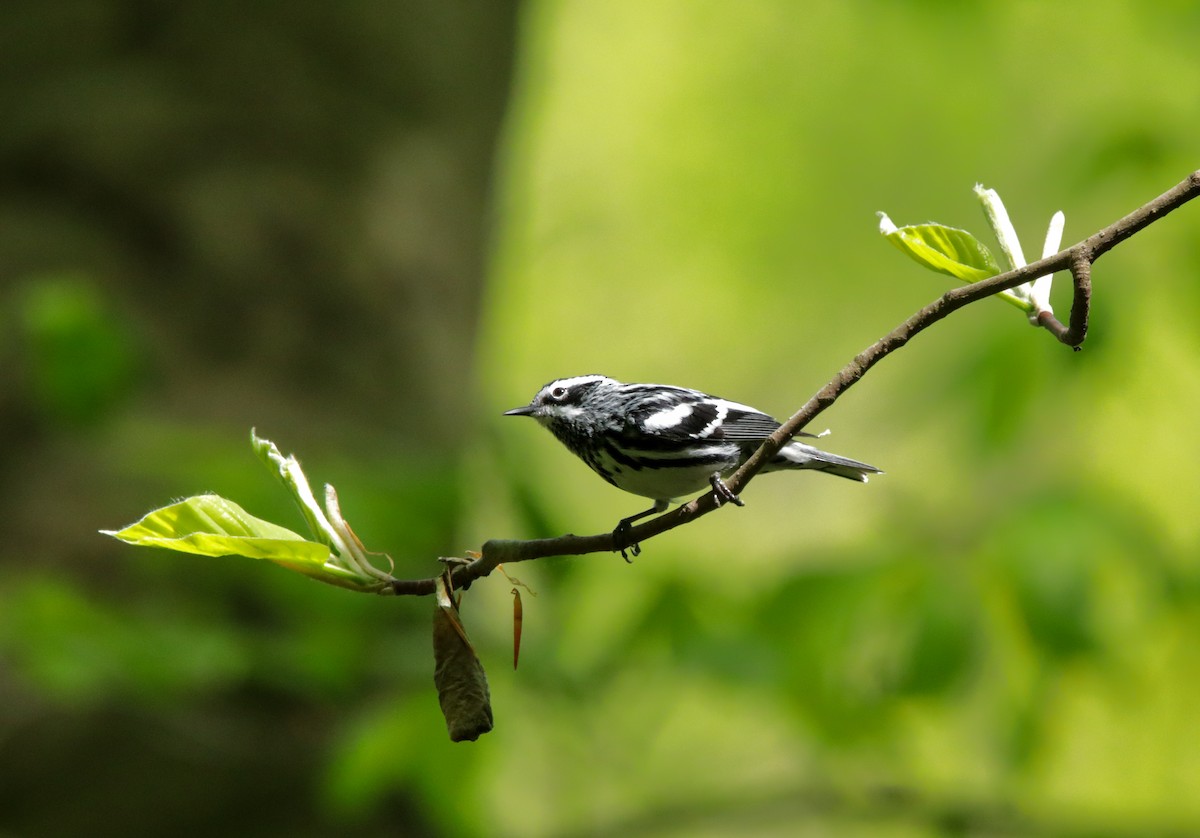 Black-and-white Warbler - ML618358115