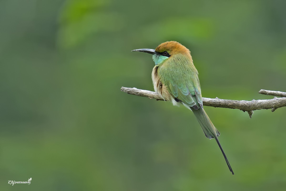 Asian Green Bee-eater - Muhammed Rafi