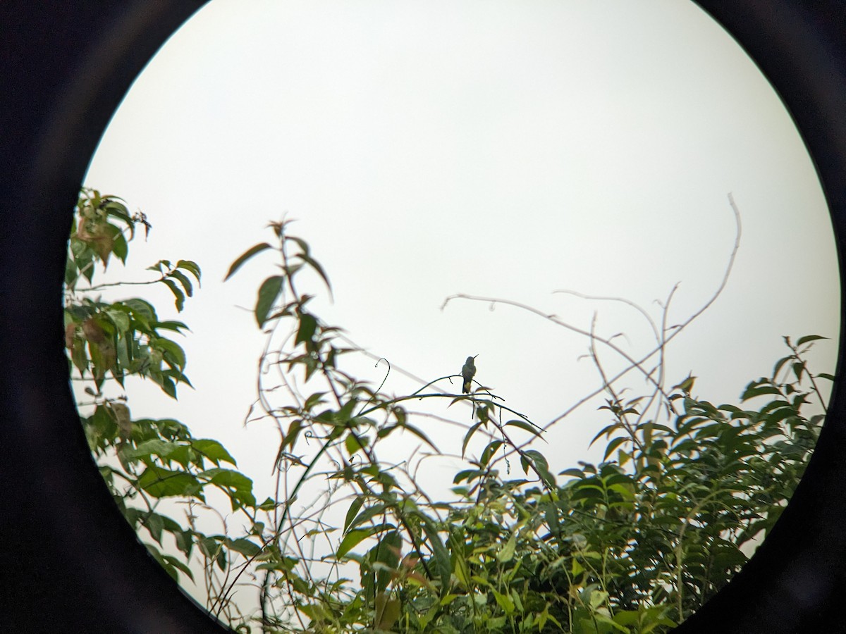 Buff-bellied Hummingbird - ML618358133