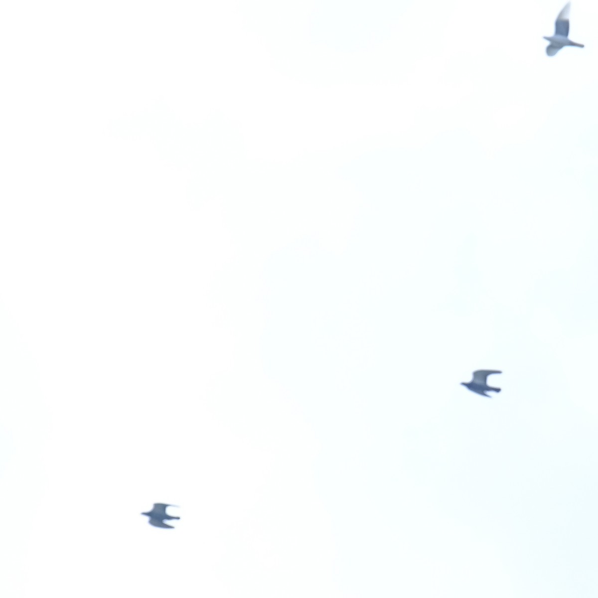Сизый голубь (Одомашненного типа) - ML618358136