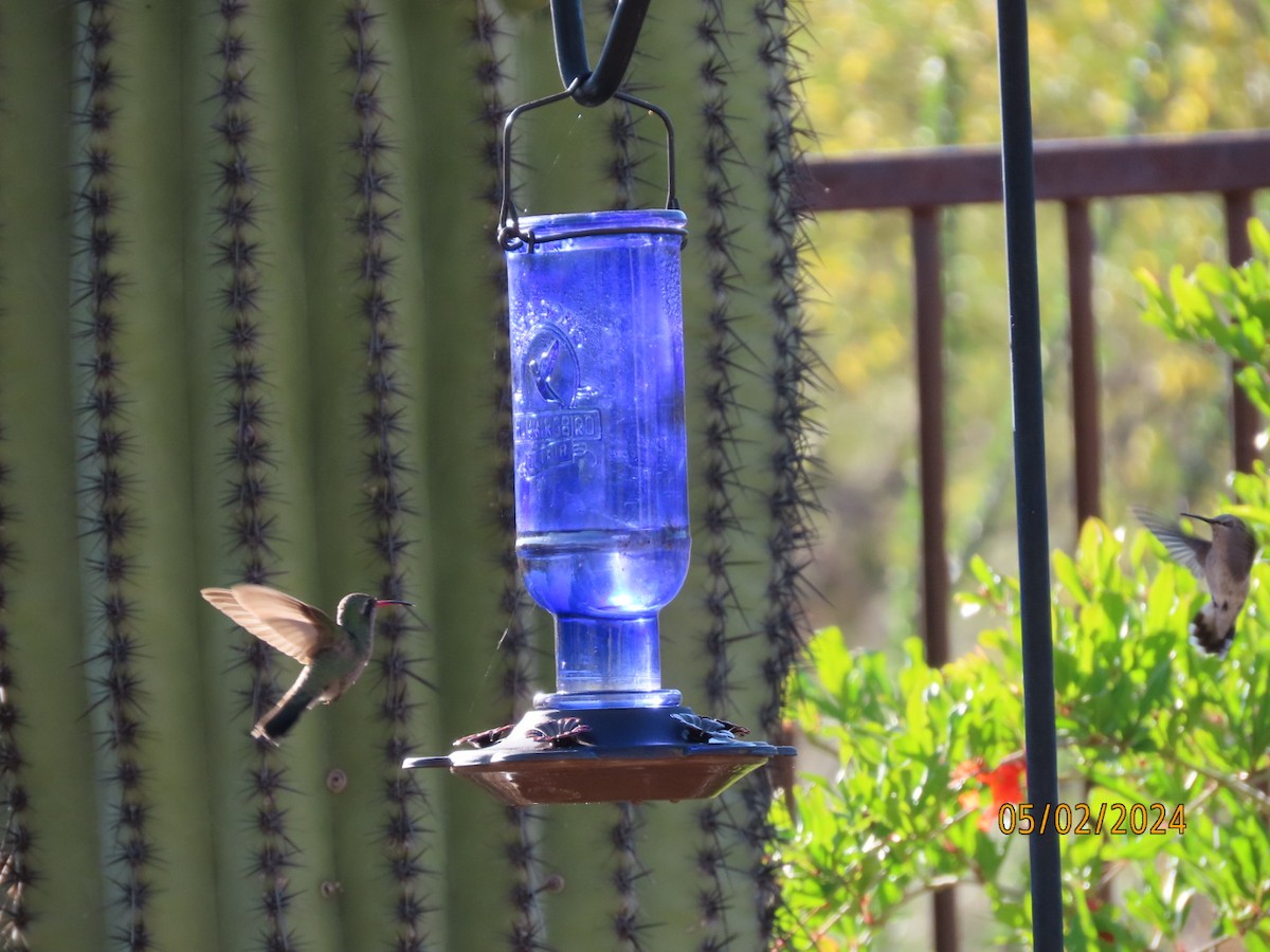 Broad-billed Hummingbird - ML618358144