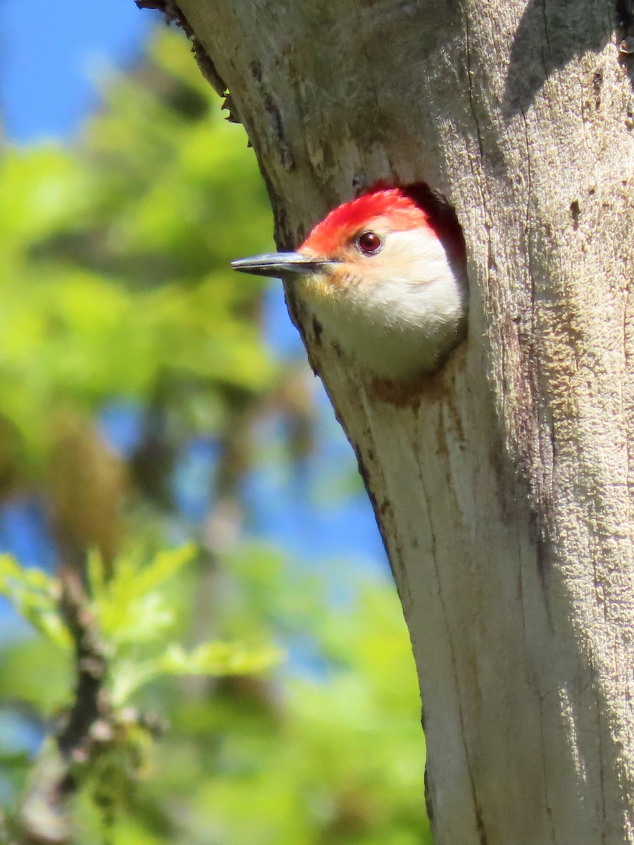 Red-bellied Woodpecker - Davida Kalina