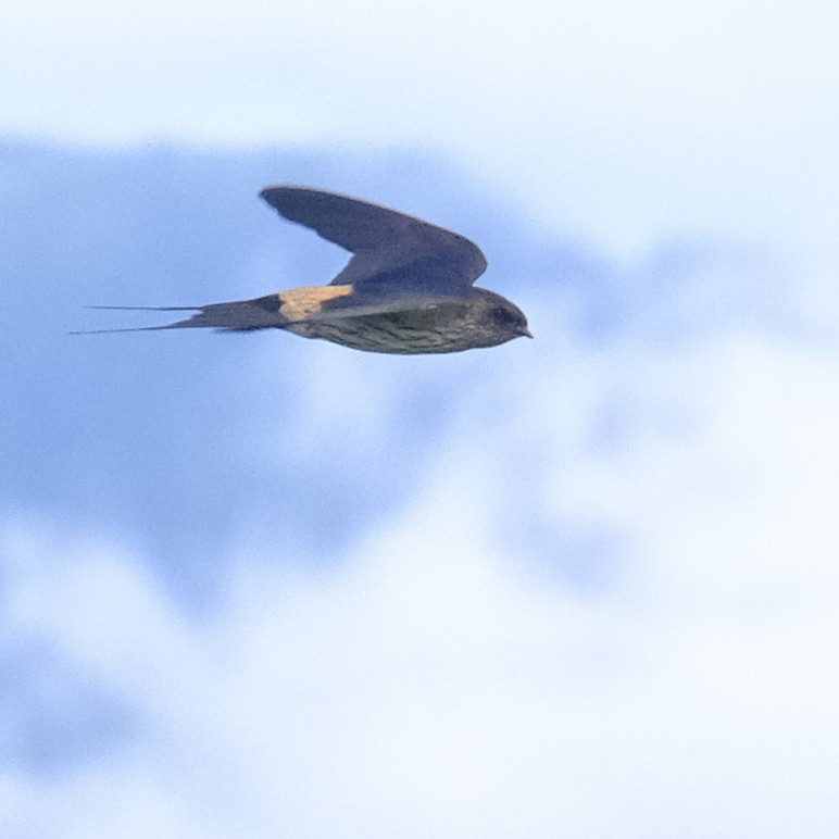 Striated Swallow - ML618358175