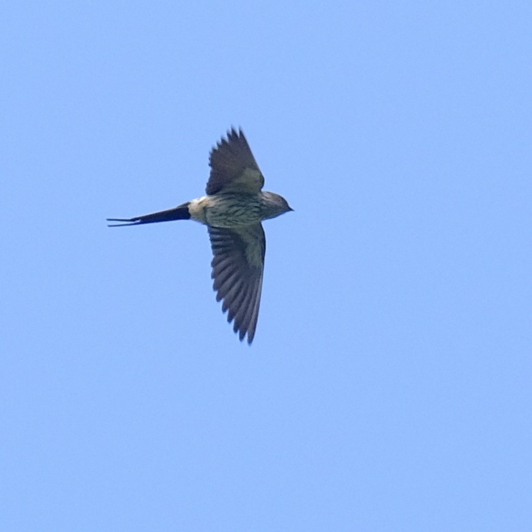Striated Swallow - ML618358176