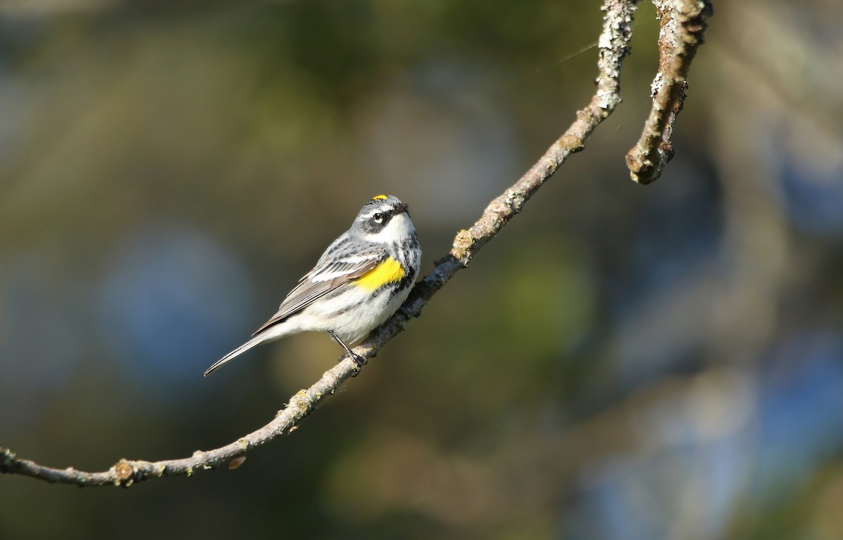 Yellow-rumped Warbler (Myrtle) - ML618358181
