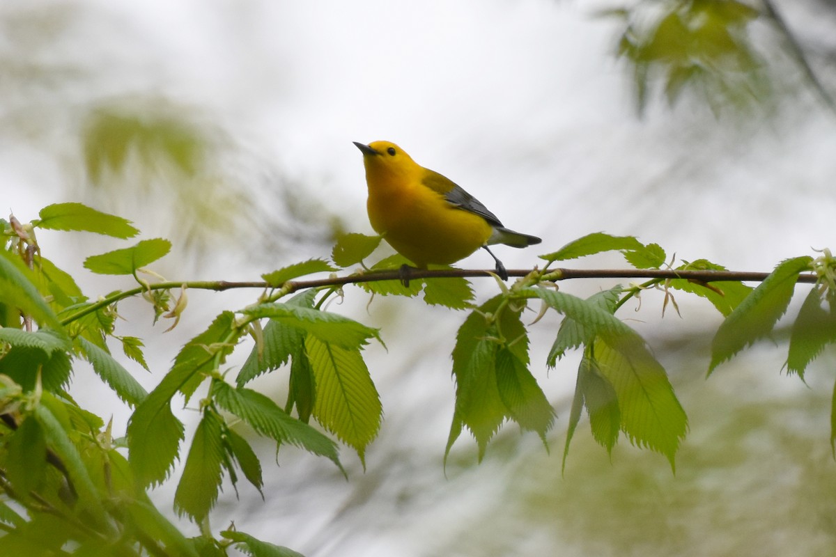 Prothonotary Warbler - ML618358183