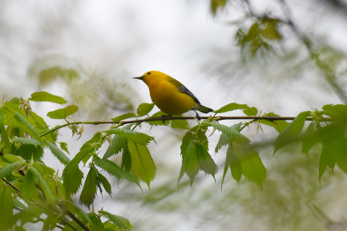 Prothonotary Warbler - ML618358184
