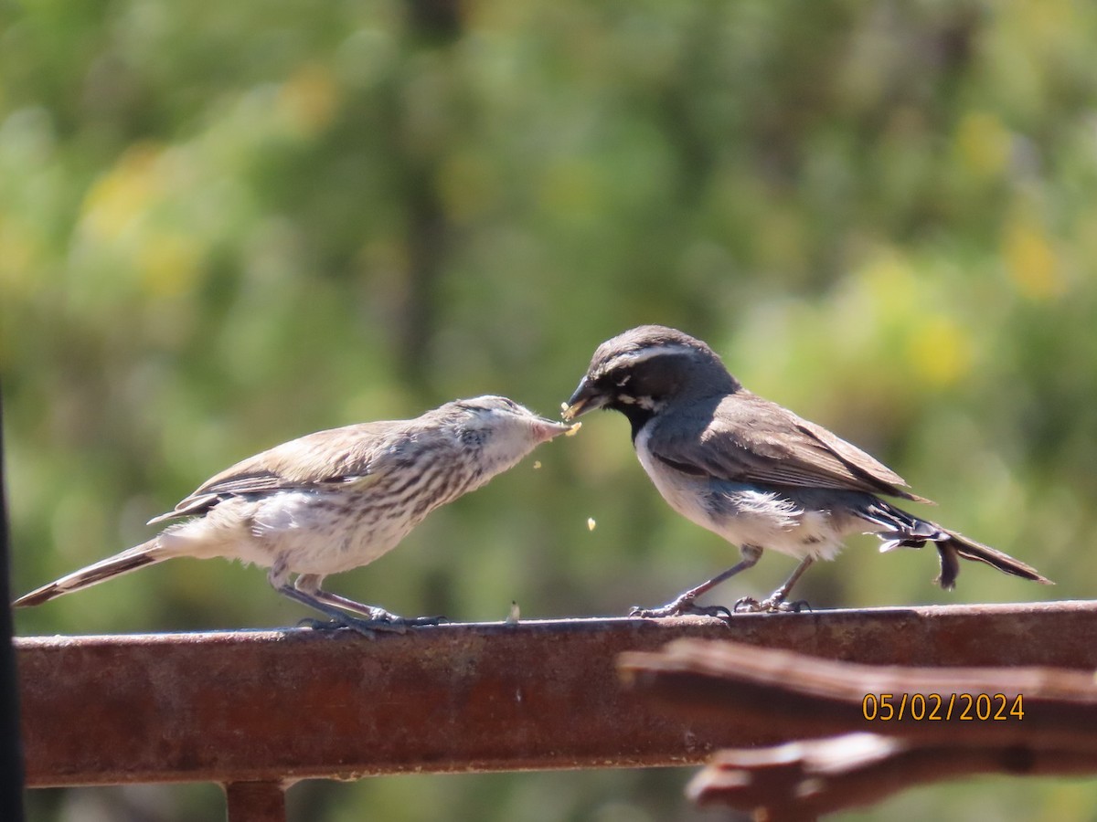 Black-throated Sparrow - ML618358191