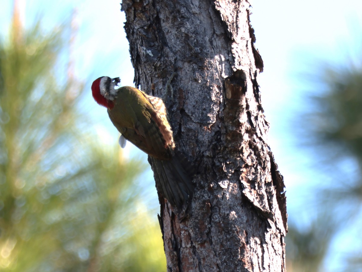 Cuban Green Woodpecker - ML618358202