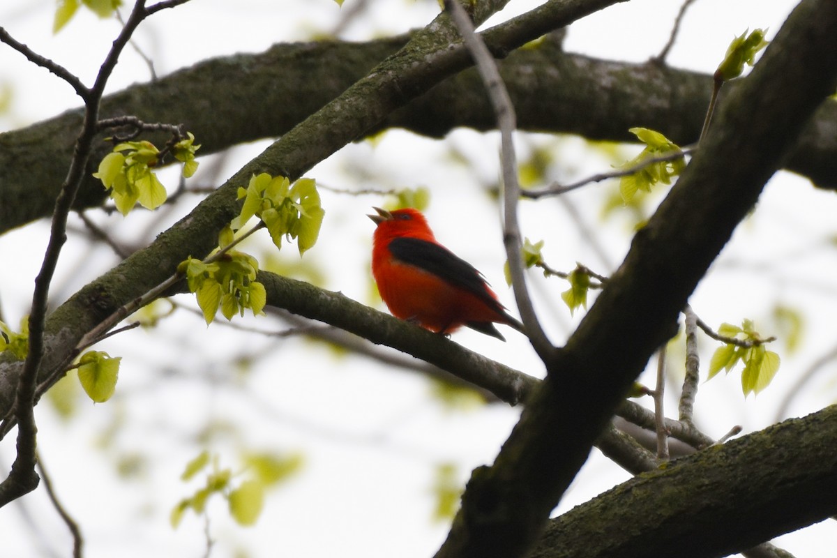 Scarlet Tanager - ML618358207