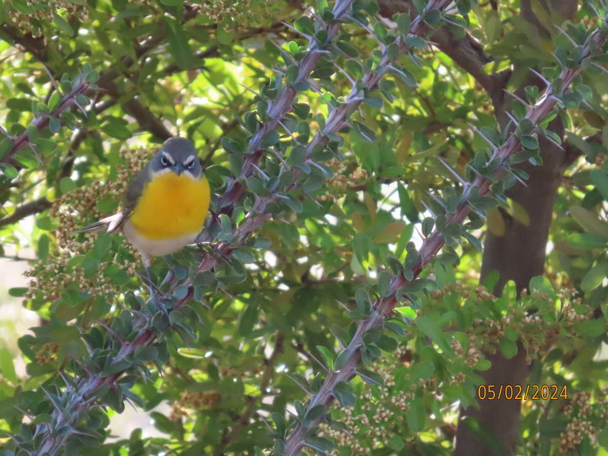 Yellow-breasted Chat - ML618358216