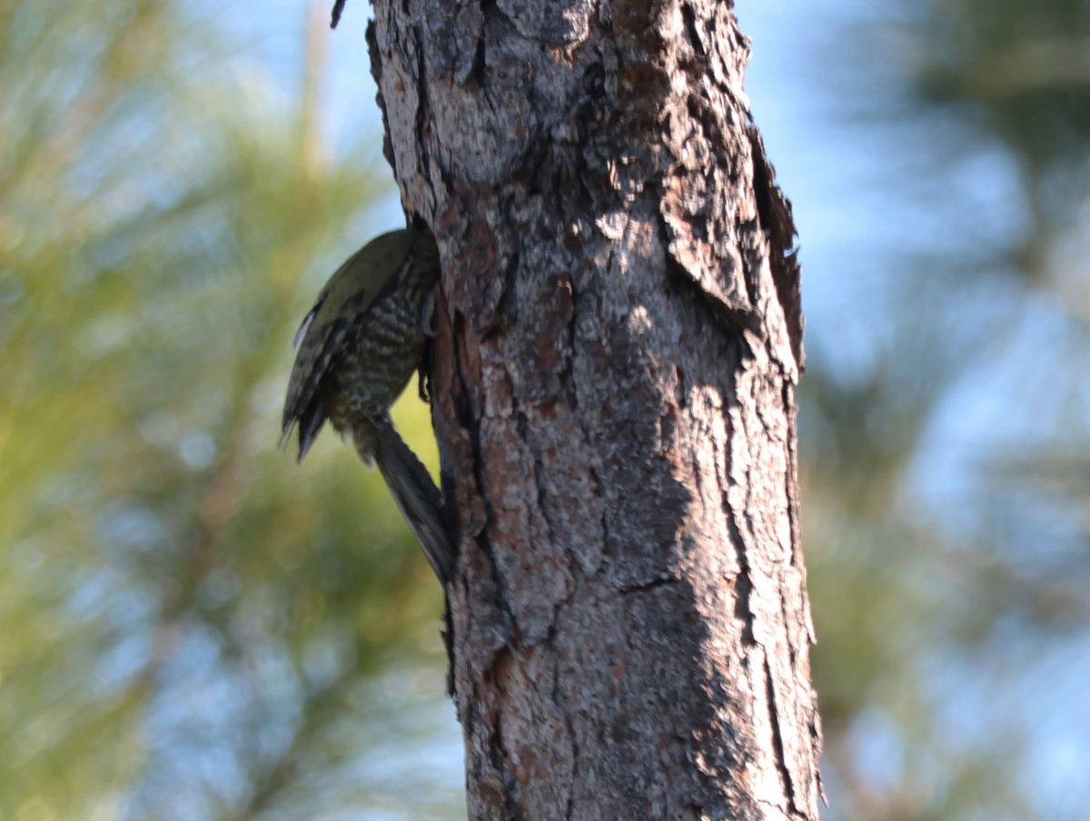 Cuban Green Woodpecker - ML618358258