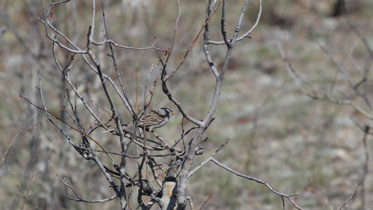 White-crowned Sparrow - ML618358264