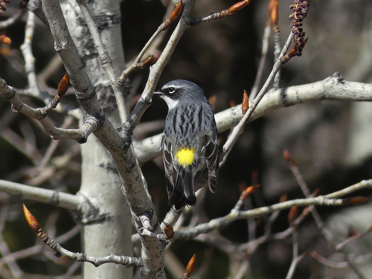 Yellow-rumped Warbler (Myrtle) - ML618358273