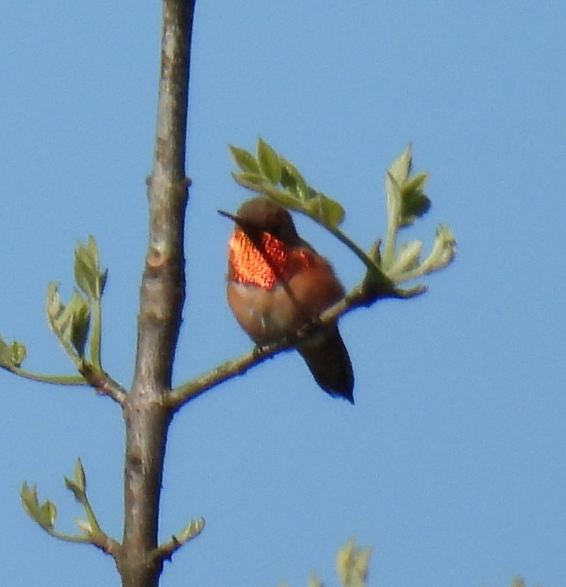 Rufous Hummingbird - Karen Roll