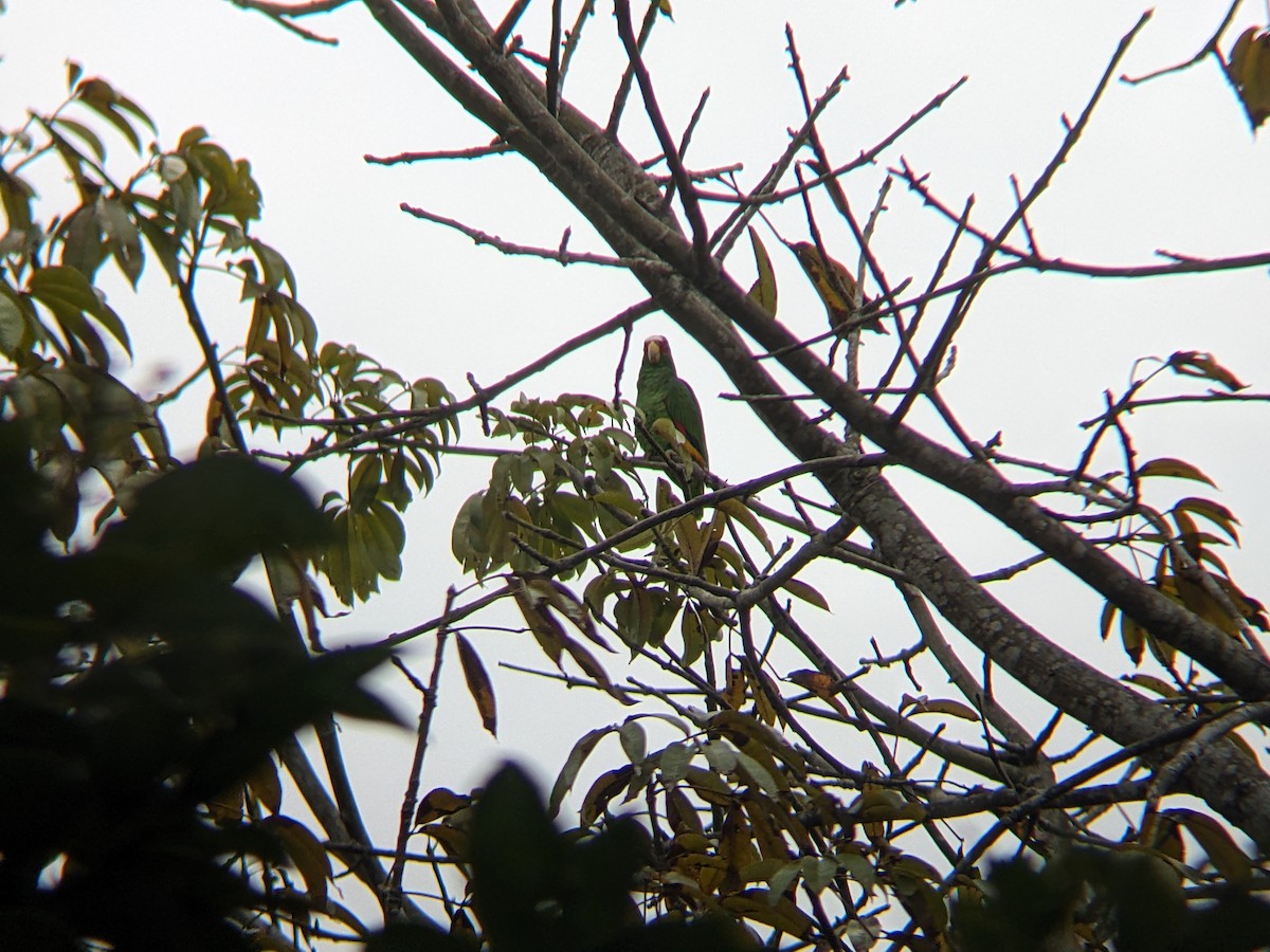 White-fronted Parrot - ML618358302