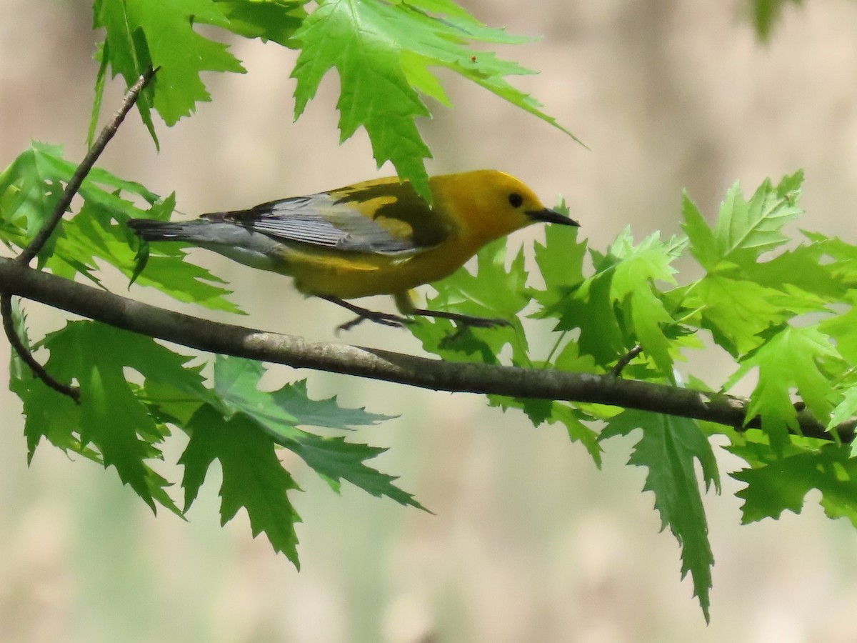 Prothonotary Warbler - ML618358319