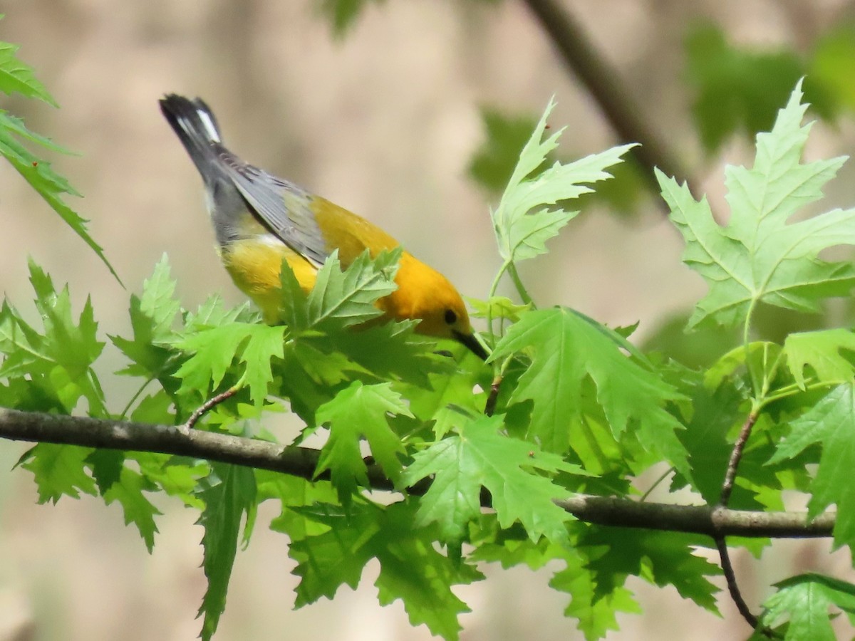 Prothonotary Warbler - ML618358320