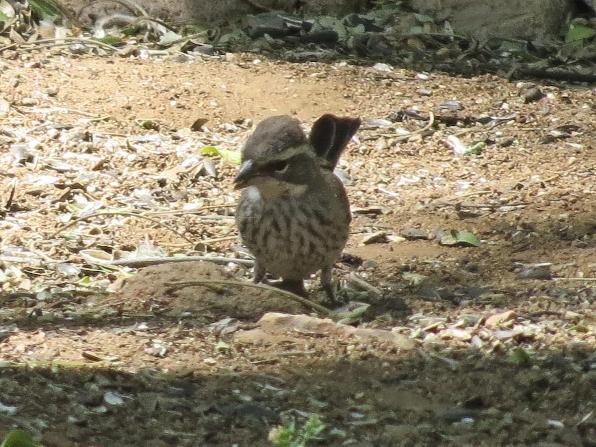 Black-throated Sparrow - ML618358323