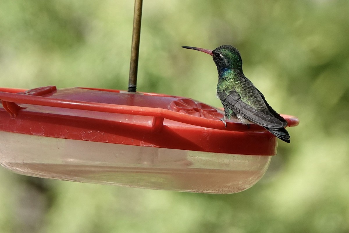 Broad-billed Hummingbird - ML618358325