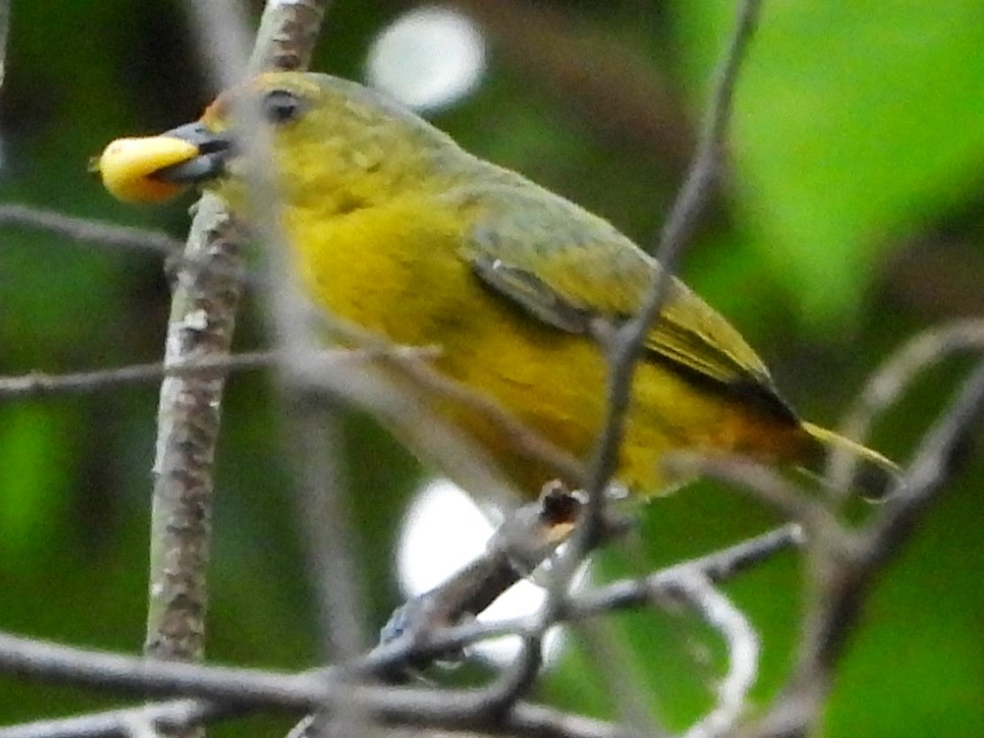 Fulvous-vented Euphonia - Mary Leigh
