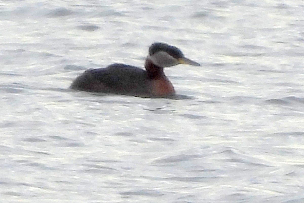 Red-necked Grebe - ML618358328