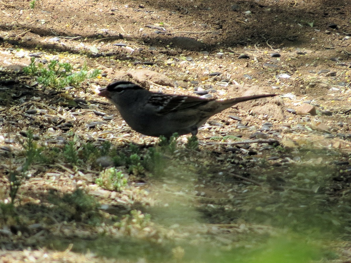 White-crowned Sparrow (Dark-lored) - ML618358335