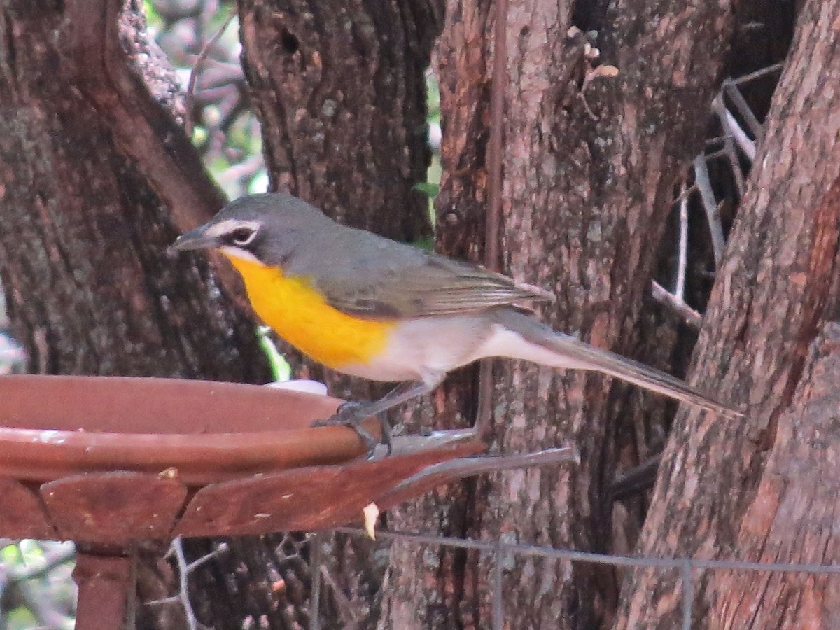 Yellow-breasted Chat - ML618358345