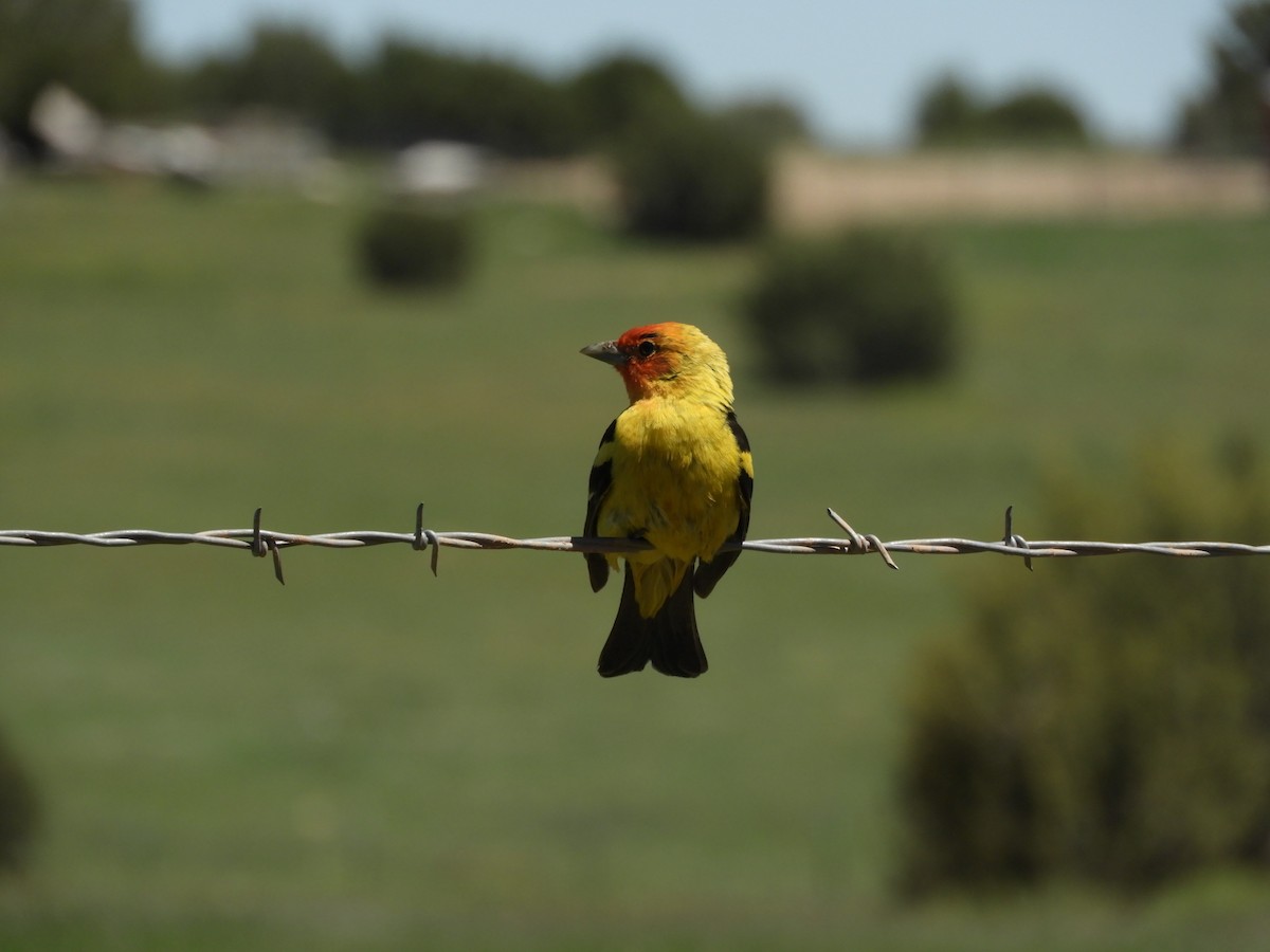 Western Tanager - ML618358357