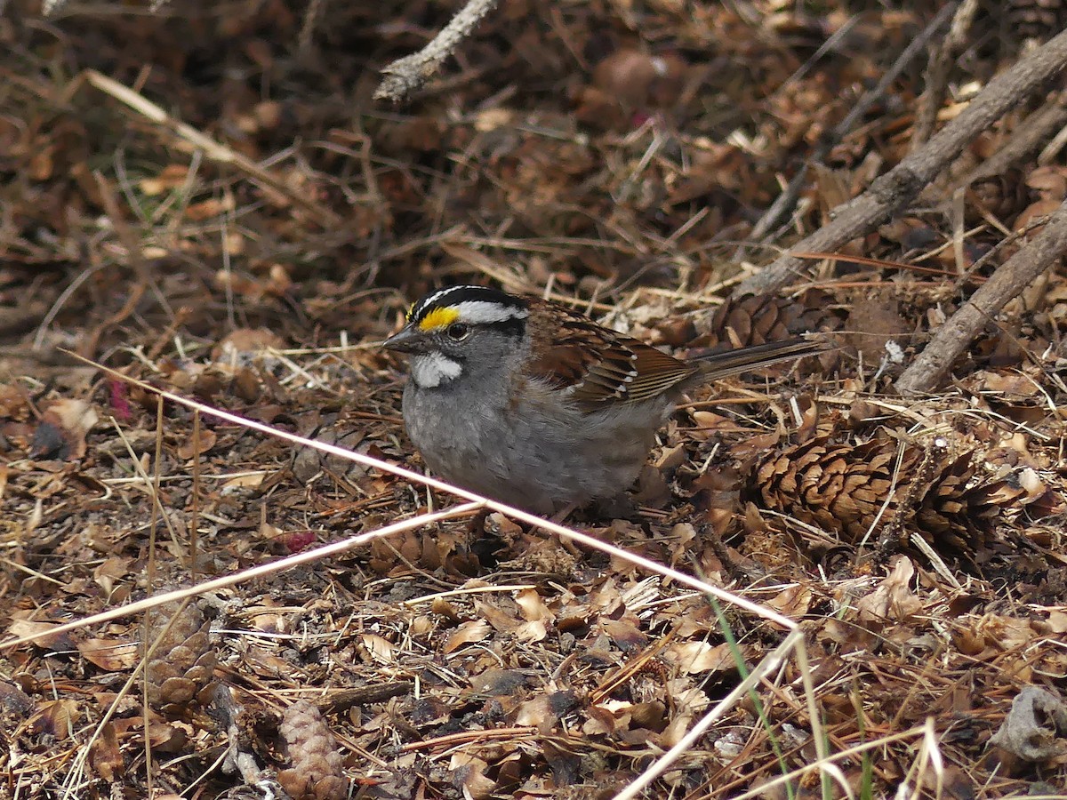 White-throated Sparrow - ML618358363