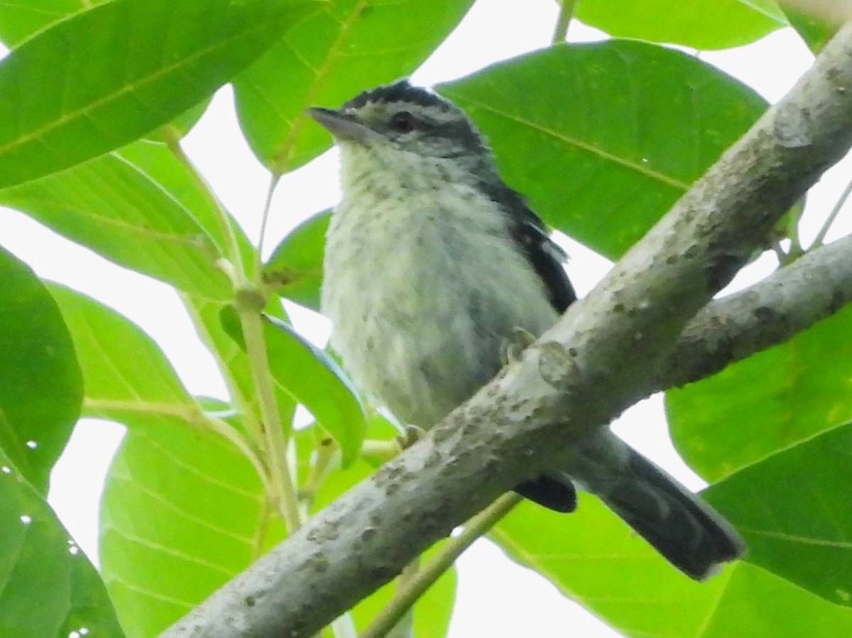 Double-banded Graytail - ML618358364