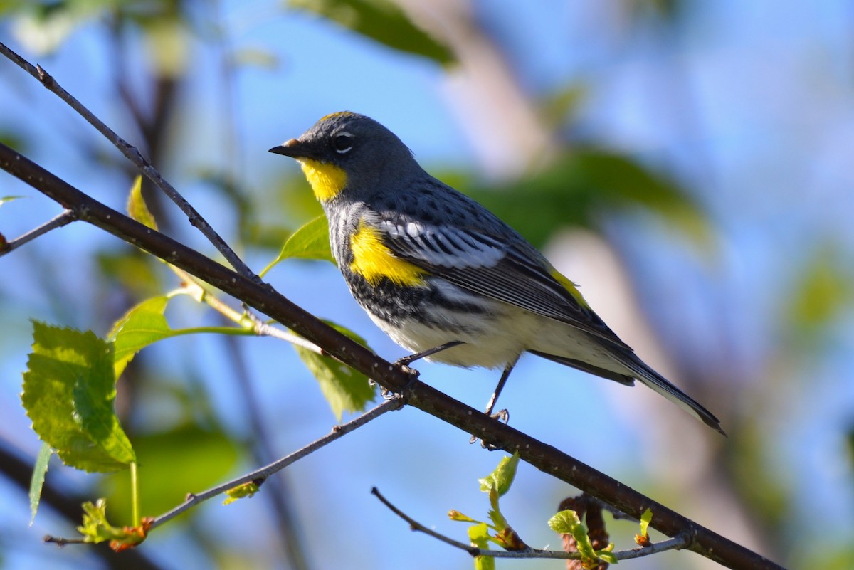 Yellow-rumped Warbler (Audubon's) - ML618358385