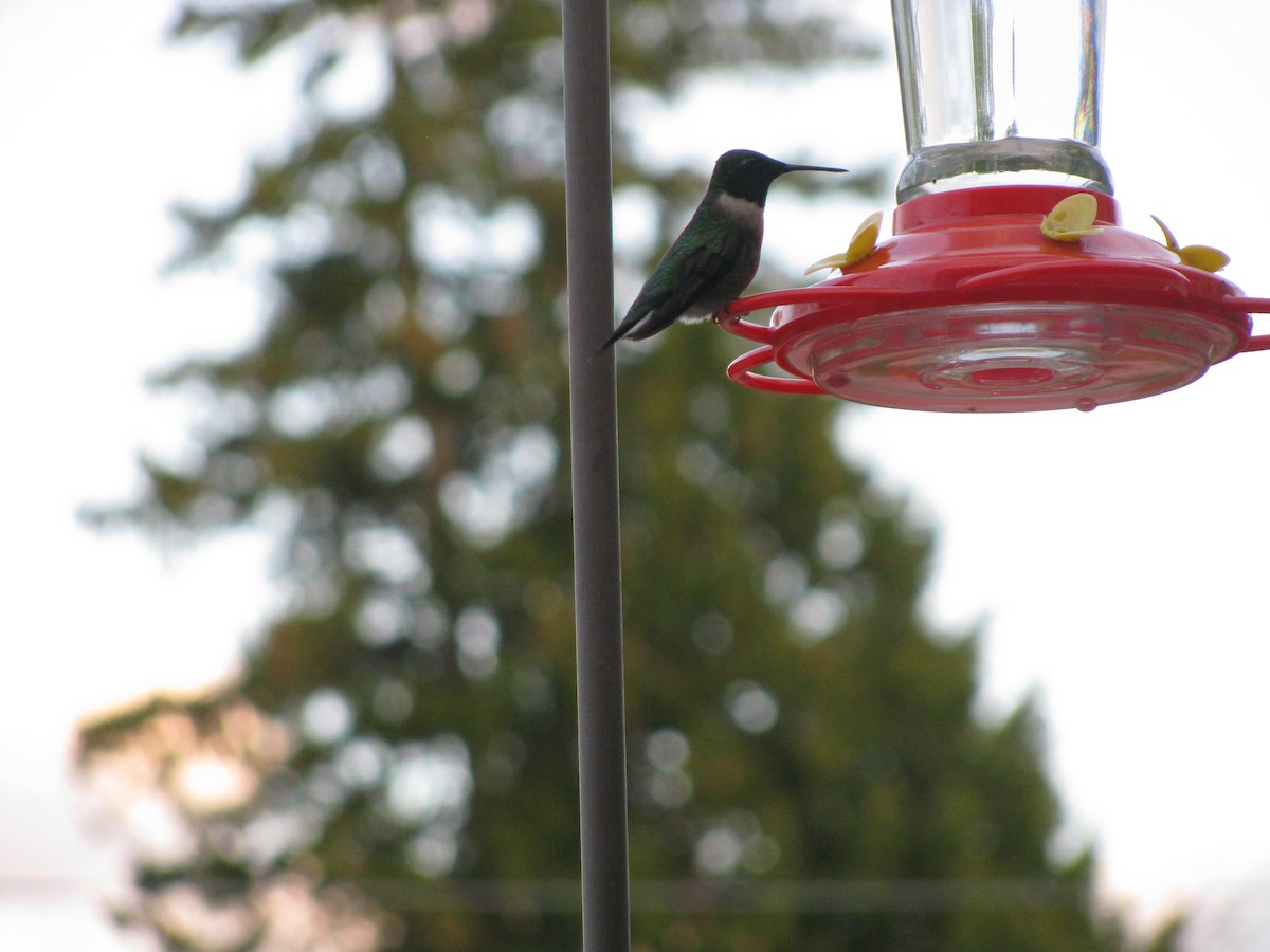 Ruby-throated Hummingbird - ML618358391