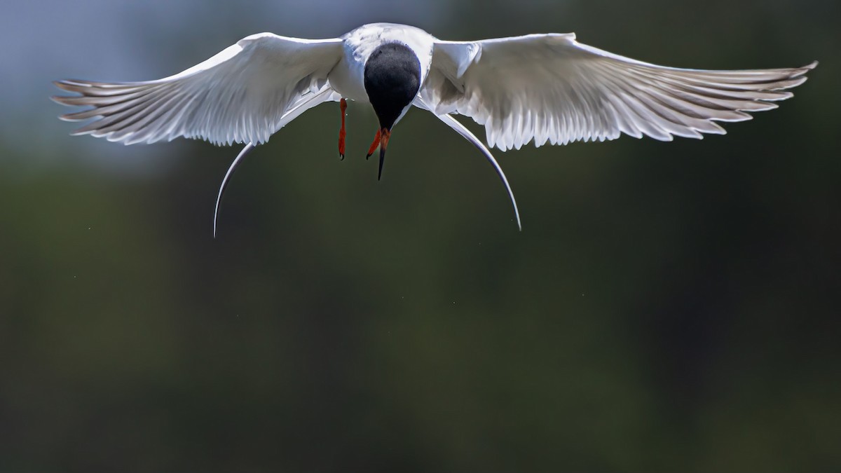 Forster's Tern - chef Ito