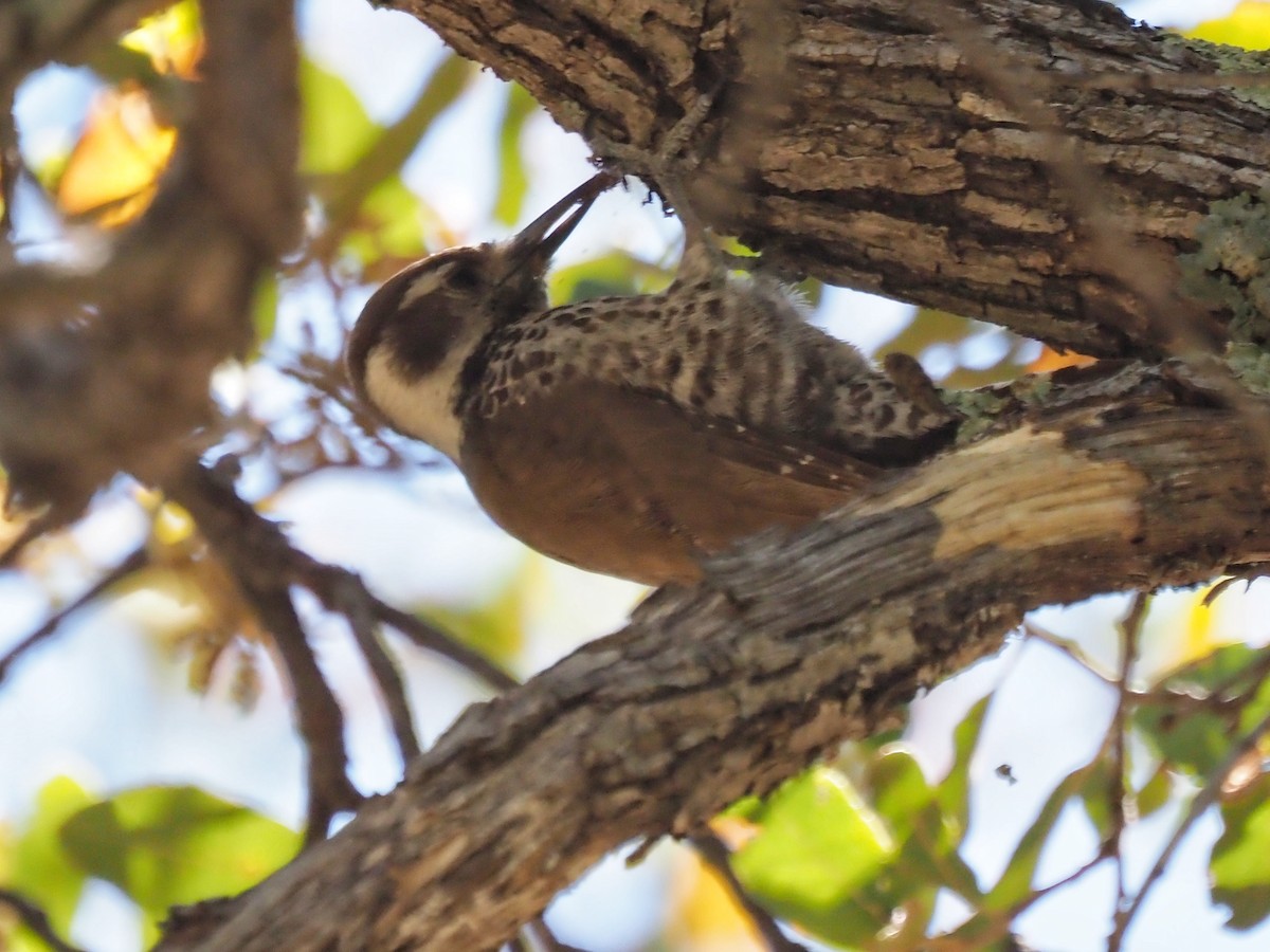Arizona Woodpecker - ML618358468