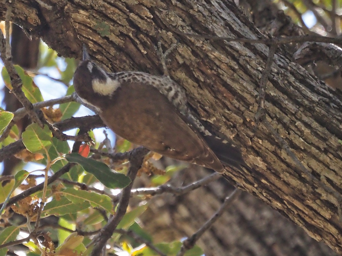 Arizona Woodpecker - ML618358469