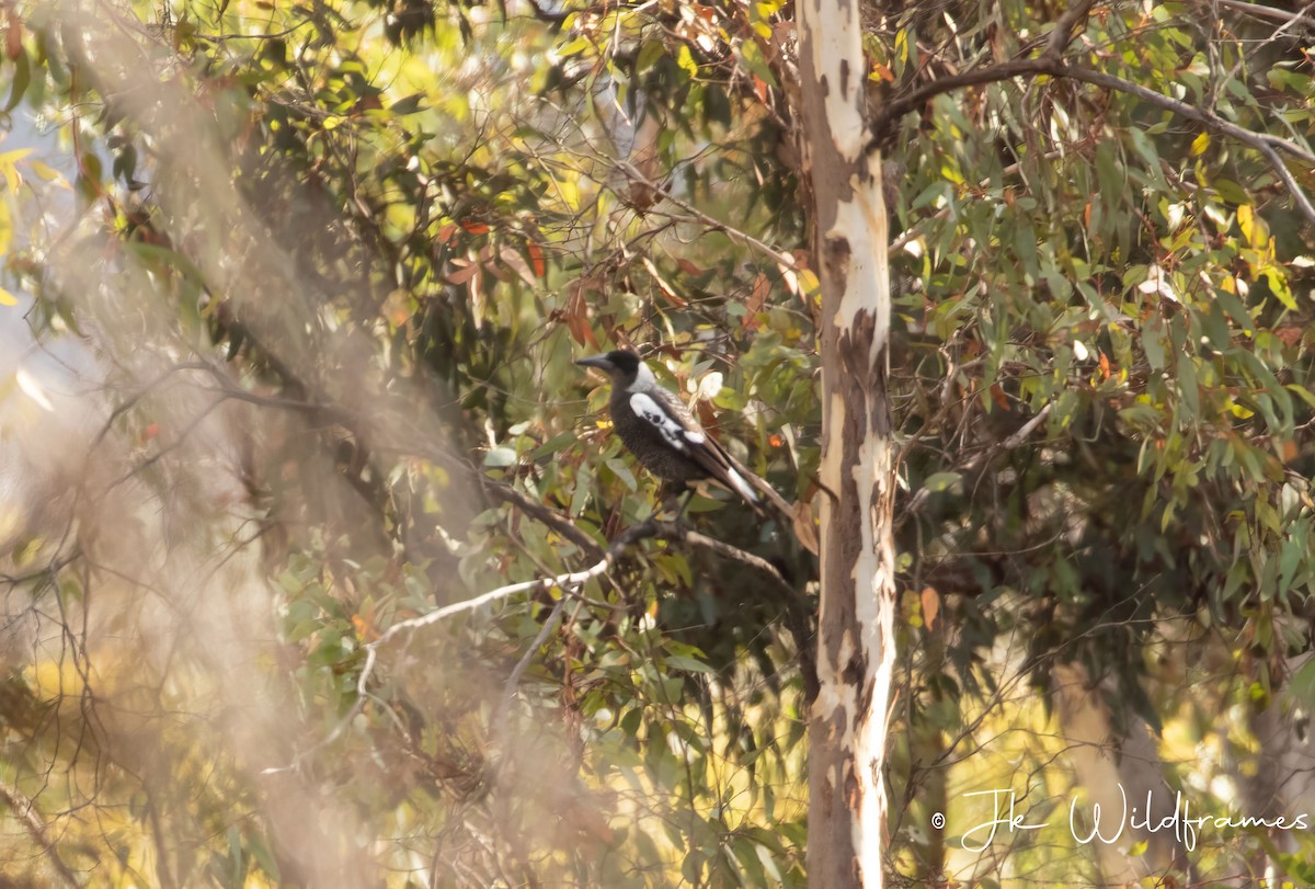 Australian Magpie (Western) - ML618358500