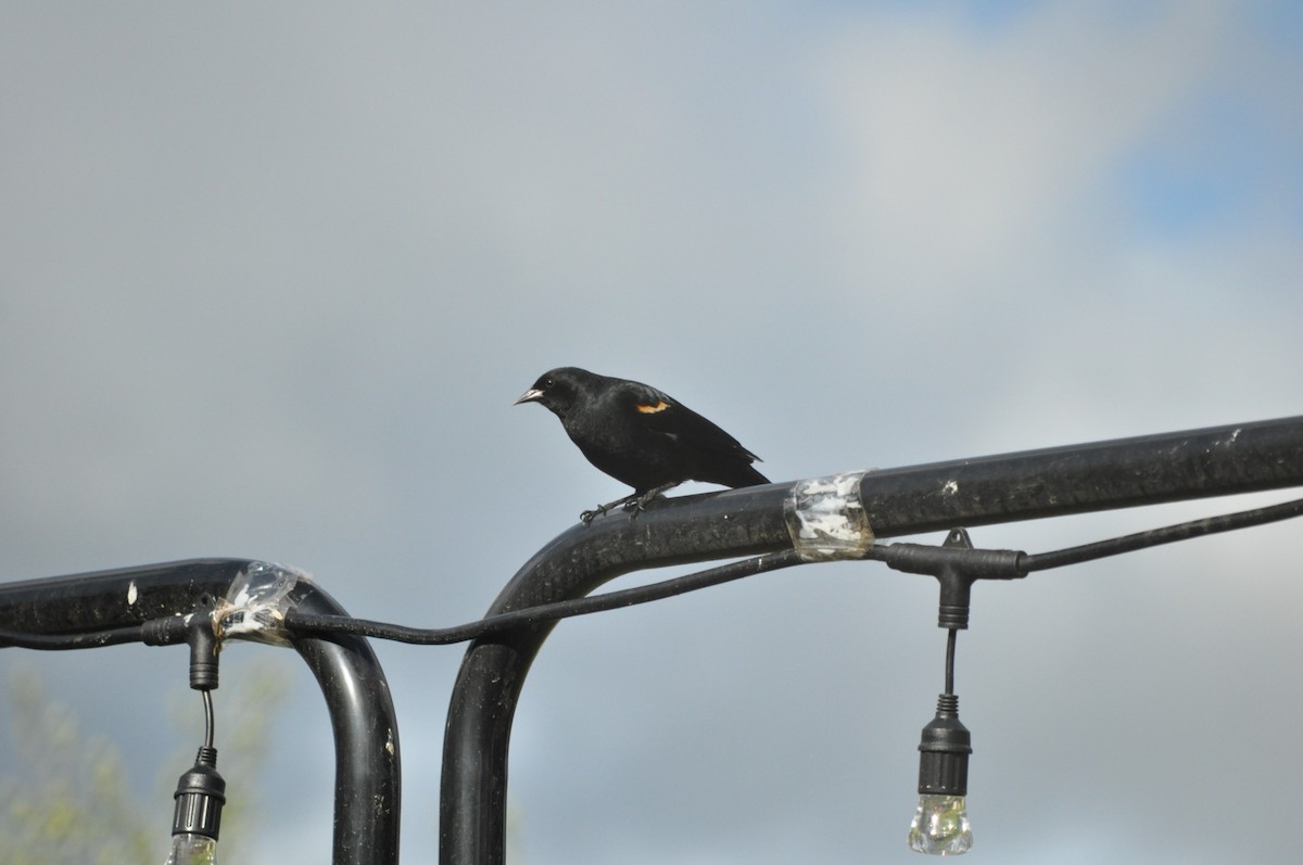 Red-winged Blackbird (Red-winged) - ML618358506