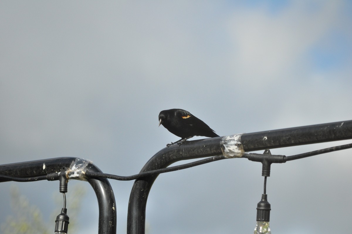 Red-winged Blackbird (Red-winged) - ML618358508