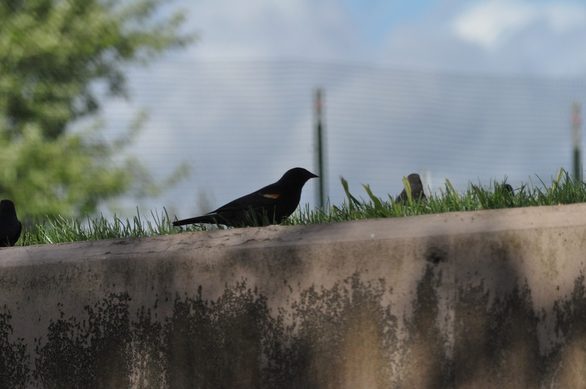 Red-winged Blackbird (Red-winged) - ML618358512