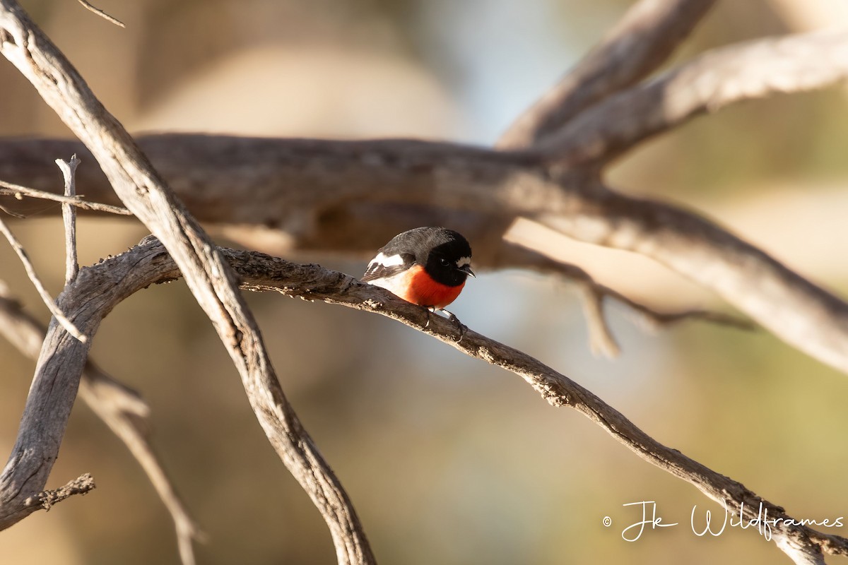 Scarlet Robin (Campbell's) - ML618358522
