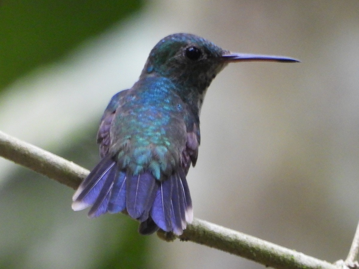 Violet-bellied Hummingbird - ML618358531
