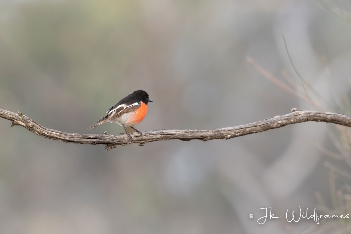 Scarlet Robin (Campbell's) - ML618358539