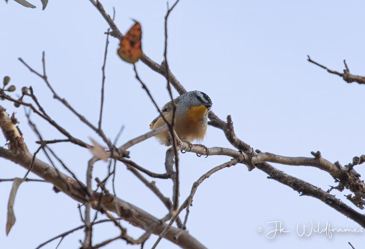 Spotted Pardalote (Yellow-rumped) - ML618358544