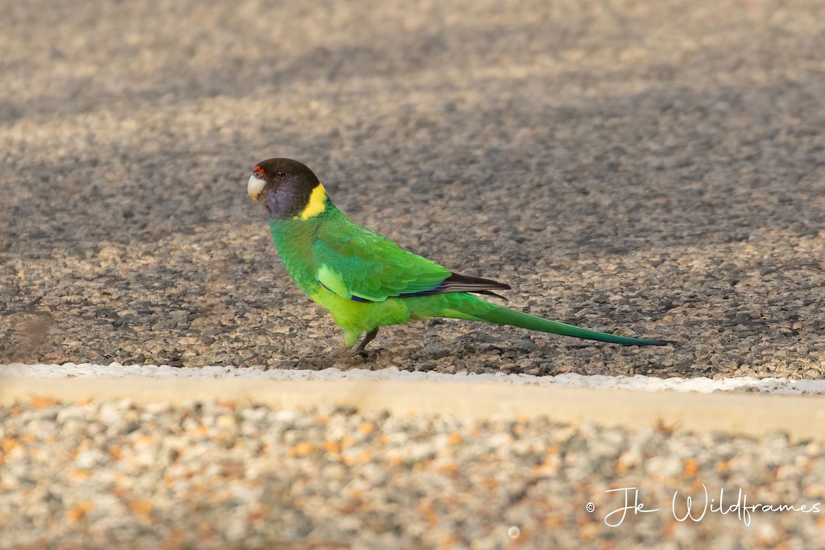 Воротничковый попугай (semitorquatus) - ML618358553
