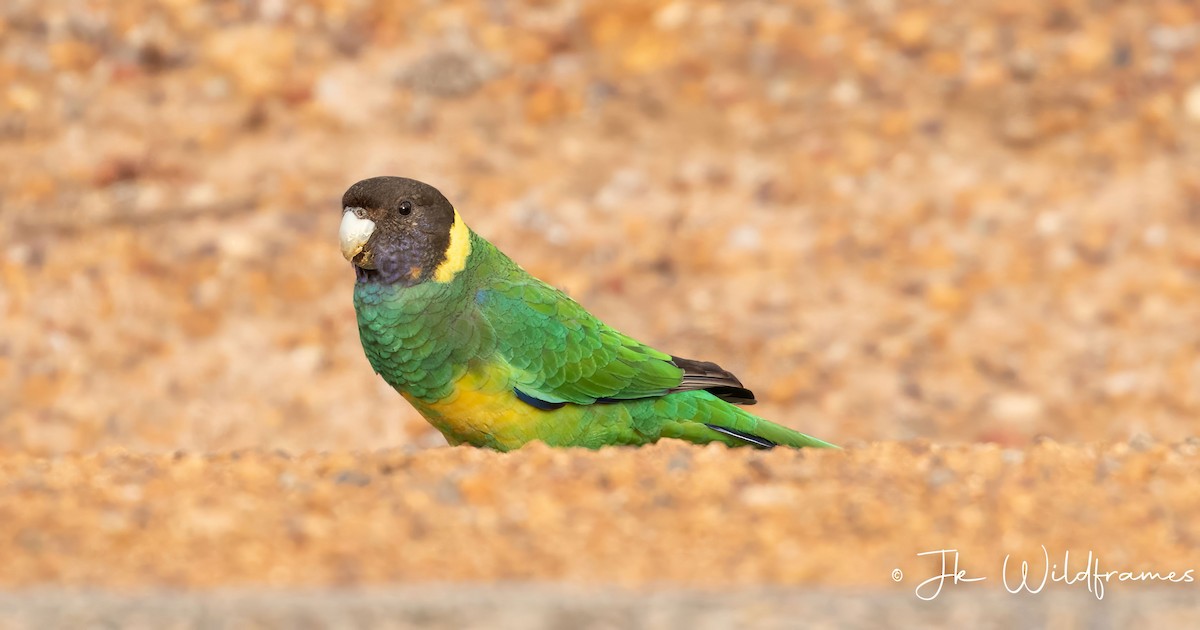 Воротничковый попугай (semitorquatus) - ML618358554