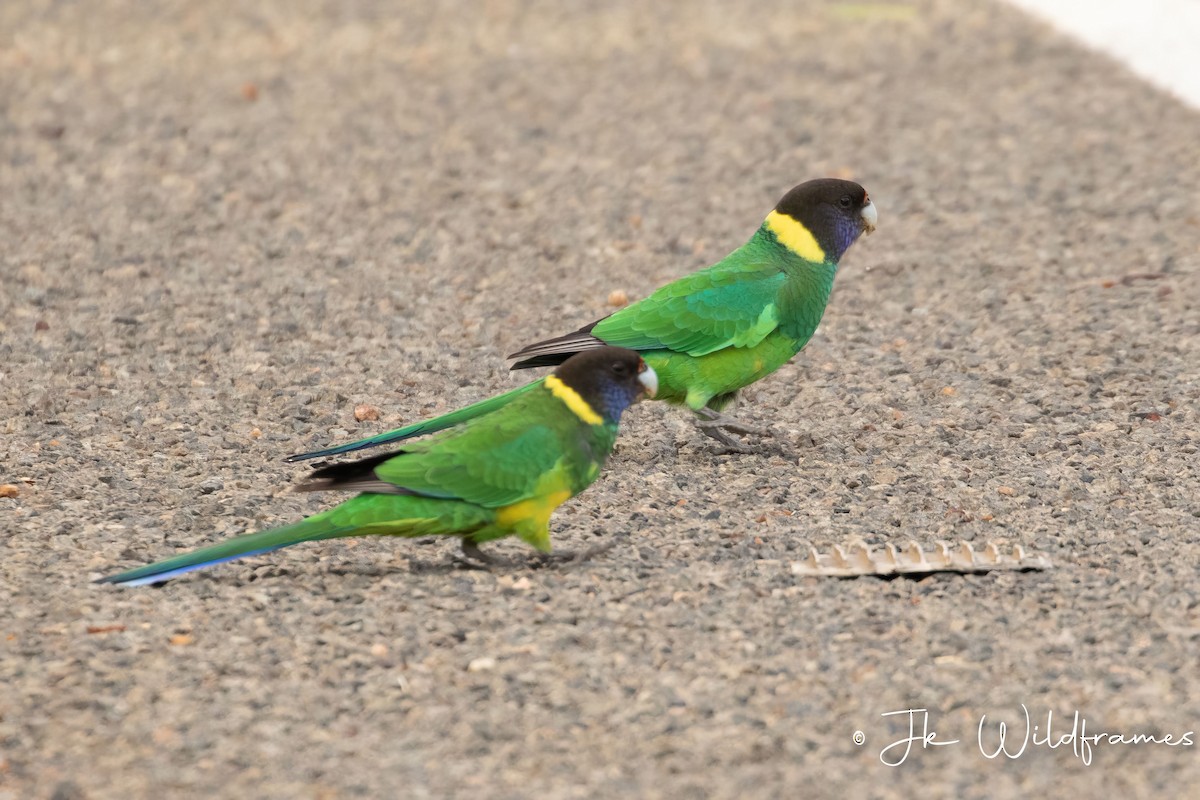 Воротничковый попугай (semitorquatus) - ML618358555
