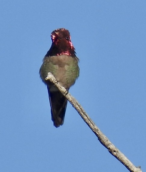 Anna's Hummingbird - ML618358574